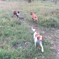 Wallace, Waylon & River #yycdogwalkers #dogwalkingcalgary