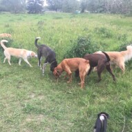 Jazz, Piper, River, Bruce, Guinness #calgarydoglife #dogwalkingcalgary