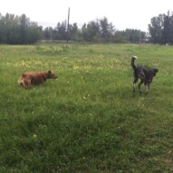 River & Piper #dogwalkingcalgary