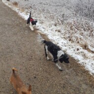 Alara, Maggie & Lois #yycdogwalking #packwalks