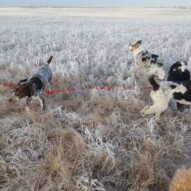 Knute, Maggie, Quinn & boomer #yycdogwalking #packwalks