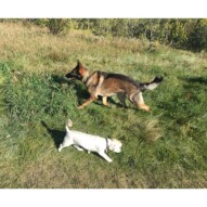 Gander & Mr.Baxter #allbreedsallsizes #dogwalkingcalgary