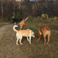 Jazz, River, Molly & Piper #calgarydoglife