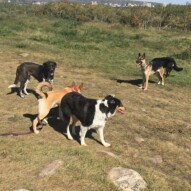 Nikki & Gillian's SW pack #dogwalkingcalgary