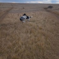 Boomer & Quinn playing, finnigan and fozzy in the back #yycdogwalking #packwalkscalgary