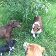 Waylon, Bruce, Molly & Vinnie #allbreedsallsizes #dogwalkingcalgary