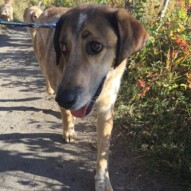 Vinnie, hanging out on leash #dogwalkingcalgary #calgarydoglife