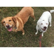 Sister & Brother: Molly & Finn #calgarydoglife #dogwalkingcalgary