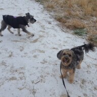 Paco & daisy #yycdogwalking #packwalkscalgary