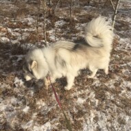 Kona #yycdogs