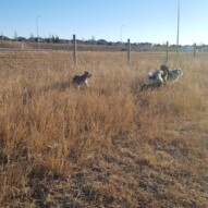 Molly, Paco, Quinn & boomer #yycdogwalking #packwalks