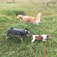 Sarge, Cooper & Bebe #allbreedsallsizes #calgarydoglife