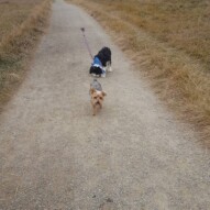 Ruby and Maggie #yyc #packwalks