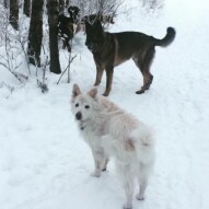 Kia & Gander #yycdogs #calgarydogwalkers