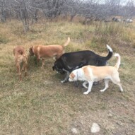 Jazz, Piper, River and Molly #calgarydogs #dogwalking