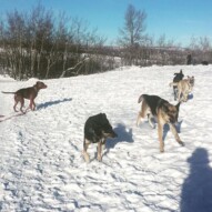 Herbie, Teela, Bailey, Briggs and Piper #calgarydogwalkers