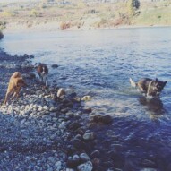 River, Waylon & Gander #dogwalkingcalgary