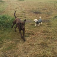 Bruce & Mr.Baxter #calgarydoglife #yycpackwalks