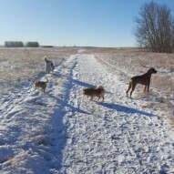 Boomer, Lois , Wiley & addy #yycdogwalking #packwalks