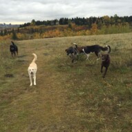 Afternoon pack #yycdogwalkers #dogwalkingcalgary