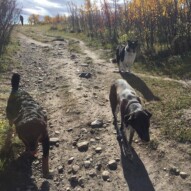 Baxter, Piper & Storm #dogwalkingcalgary
