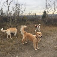 Jazz, Guinness & Wallace #dogwalkingcalgary #packlife