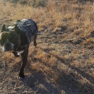 Molly #packwalks #dogwalking
