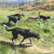 Nikki & Gillian's SW packs #calgarydoglife #dogwalkingcalgary