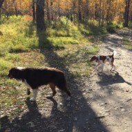 Brothers: Wallace & Waylon #yycpackwalks #calgarydogwalkers