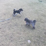 Best friends: Molly & Sophie #allbreedsallsizes #dogwalkingcalgary
