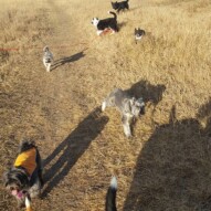 Sophie, Maggie, Paco, Teddy, molly, & Teela #yycdogwalking #packwalker