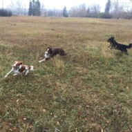 Action shot: Wallace, Waylon & Baxter #calgarydoglife