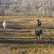 Sarge, Baxter & Kia #packlife