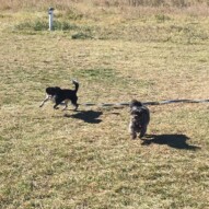 The littles: Molly & Sophie #allbreedsallsizes #calgarydoglife