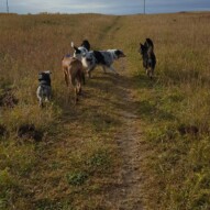 Paco, Taz, boomer, Quinn & Teela  #dogwalking #yyc