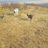 Daisy and Quinn #yyc #packwalks #dogs #dogwalking