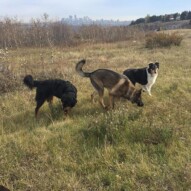 Baxter, Gander & Storm #dogwalkingcalgary