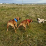 Piper, addy and Taz #dogwalking #yyc