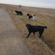 Pepsi, boomer and Cao. Fozzy and finnigan way back there!! #yyc #dogwalking