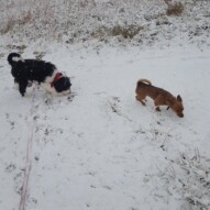 Lois & Maggie enjoying the snow #yycdogwalking #packwalks
