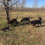 Molly, Bruce, Piper & Baxter #dogwalkingcalgary #yycpackwalks
