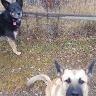 Briggs and Teela #yyc #packwalks #dogwalking