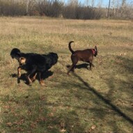 Baxter & Bruce #yycpackwalks #calgarydoglife