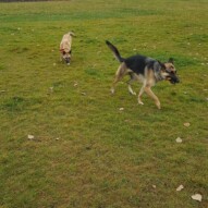 Briggs and bailey #yyc #packwalks #dogwalking