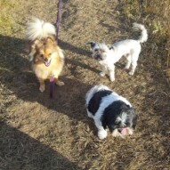 Wiley, Teddy and Ace #dogwalking #yyc