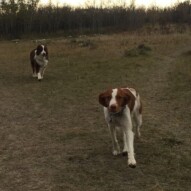 Brothers: Wallace & Waylon #yycpackwalks #calgarydogwalkers