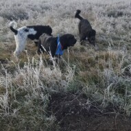 Pepsi, Cao & boomer #dogwalking #packwalks