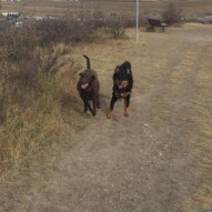 Bruce & Baxter #dogwalkingcalgary