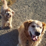Finnigan & Fozzy brothers #yyc #dogwalking