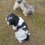 Teddy & Ace #yyc #dogwalking